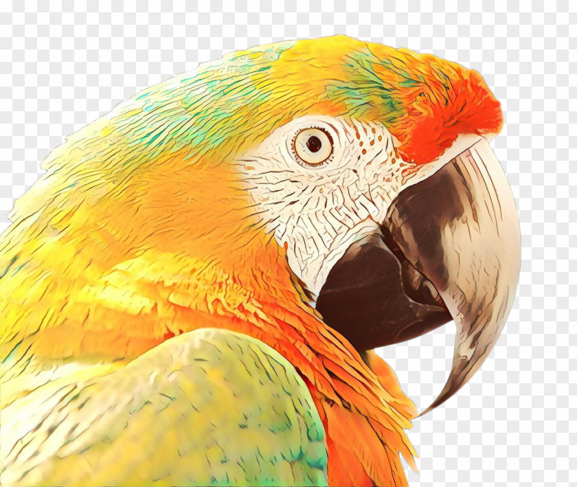 Feather Lovebird Bird Parrot PNG