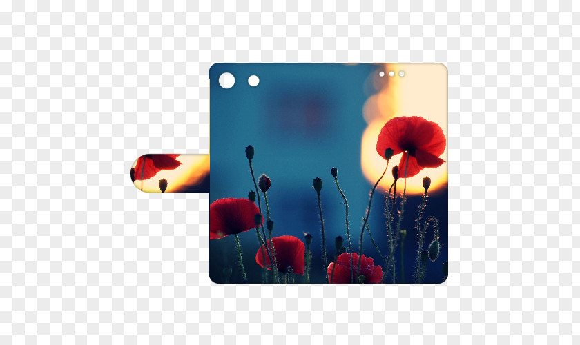 Flower Poppy Desktop Wallpaper Metaphor Radyo Voyage PNG