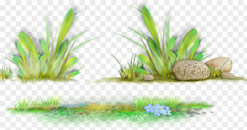 Summer Day Wallpapers Grasses Desktop Wallpaper Clip Art Herbaceous Plant PNG