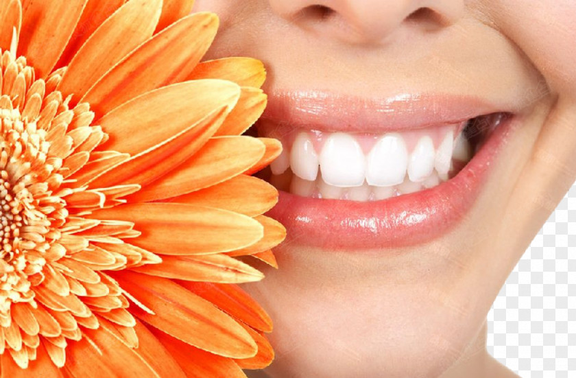 Teeth Model Cosmetic Dentistry Smile Tooth Whitening PNG