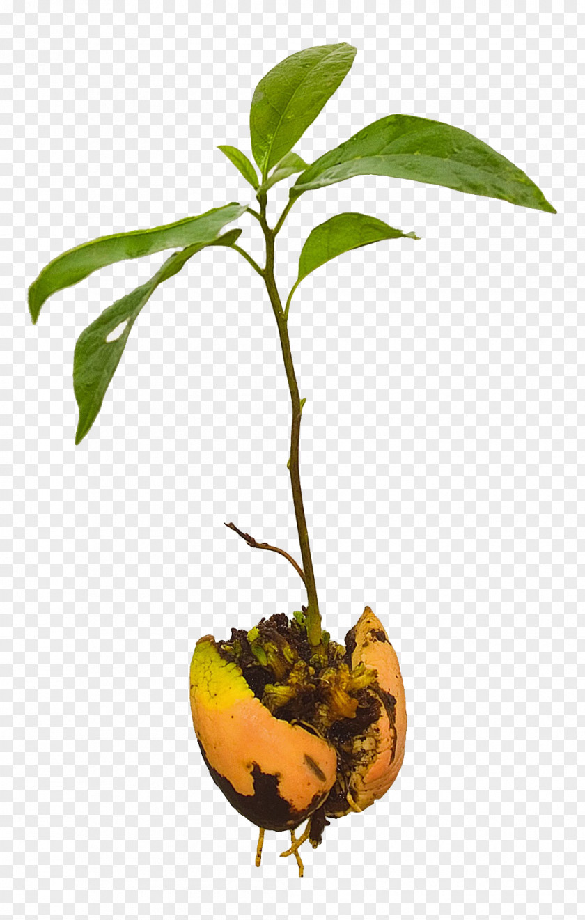 Avocado Tree Seedling Plant PNG
