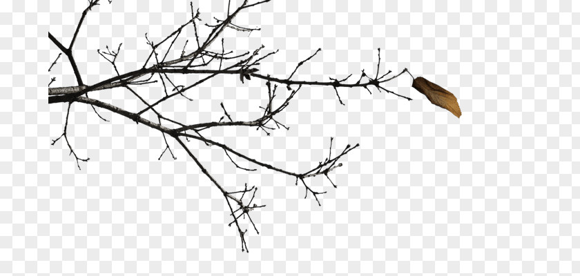 Dry Twigs Twig Black And White Branch Clip Art PNG