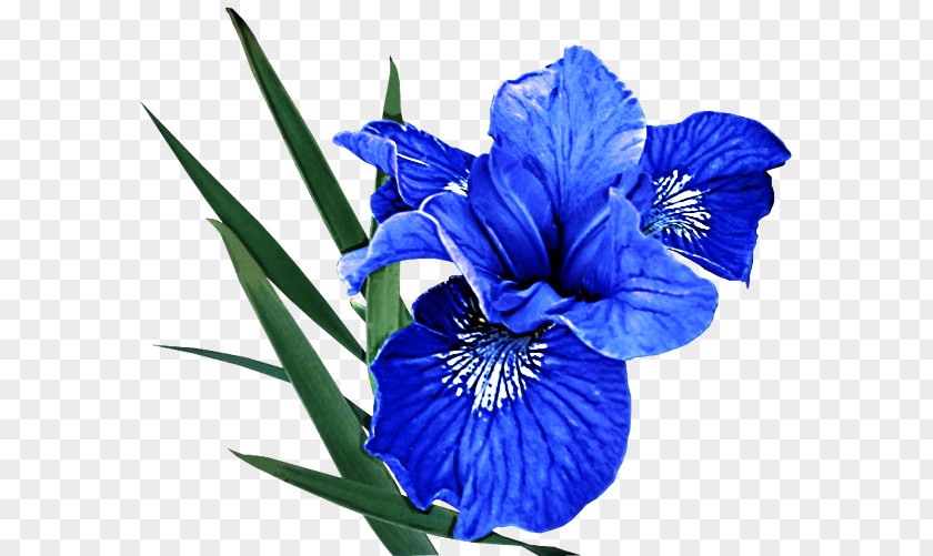 Gentian Family Iris Flower Flowering Plant Blue Petal PNG