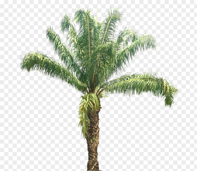 Coconut Babassu Palm Trees African Oil PNG