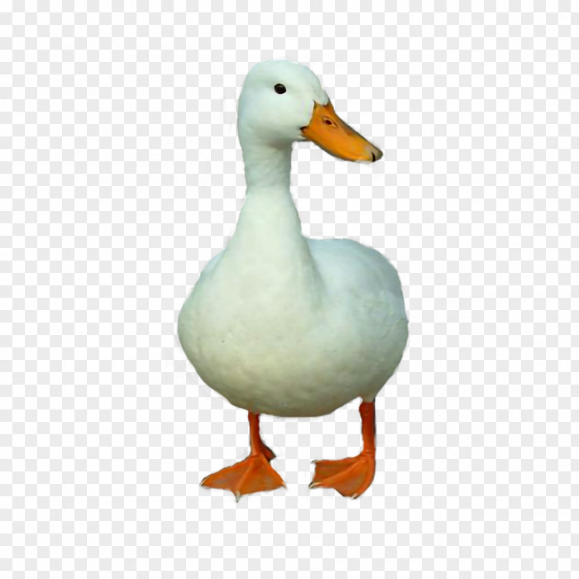 Duck Howard The T-shirt Clothing Design PNG