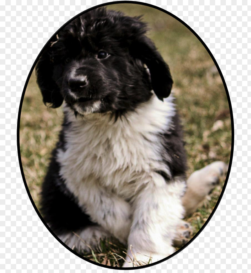 Puppy Stabyhoun Newfoundland Dog Landseer Frisian Water PNG