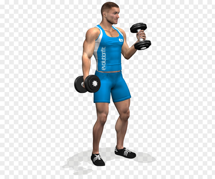 Dumbbell Weight Training Biceps Curl Exercise PNG