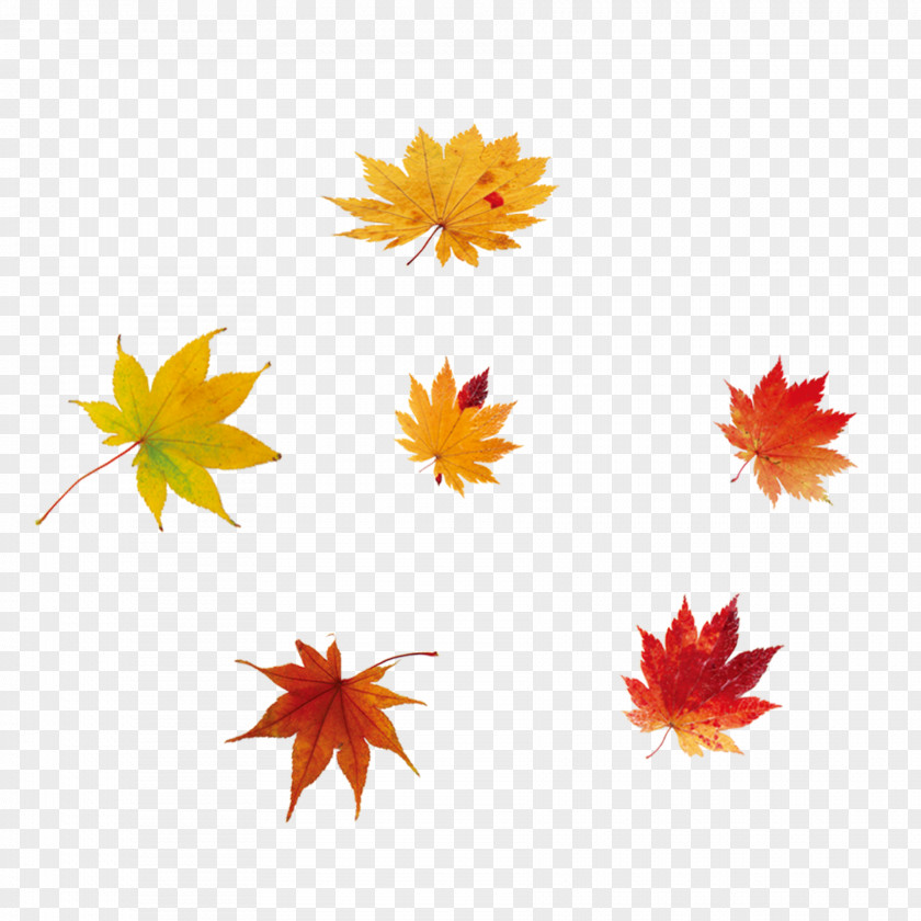 Falling Maple Leaves Leaf Red PNG