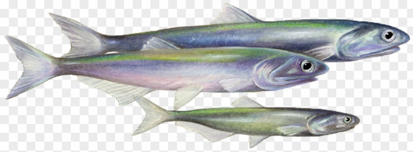 Going To School Sardine Fish Products Coho Salmon Mackerel Oily PNG