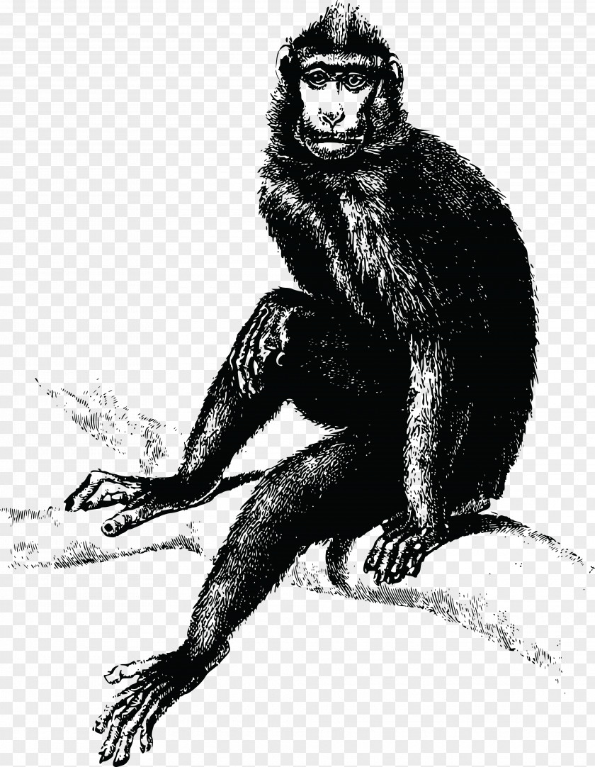 Gorilla Common Chimpanzee The Evil Monkey T-shirt PNG