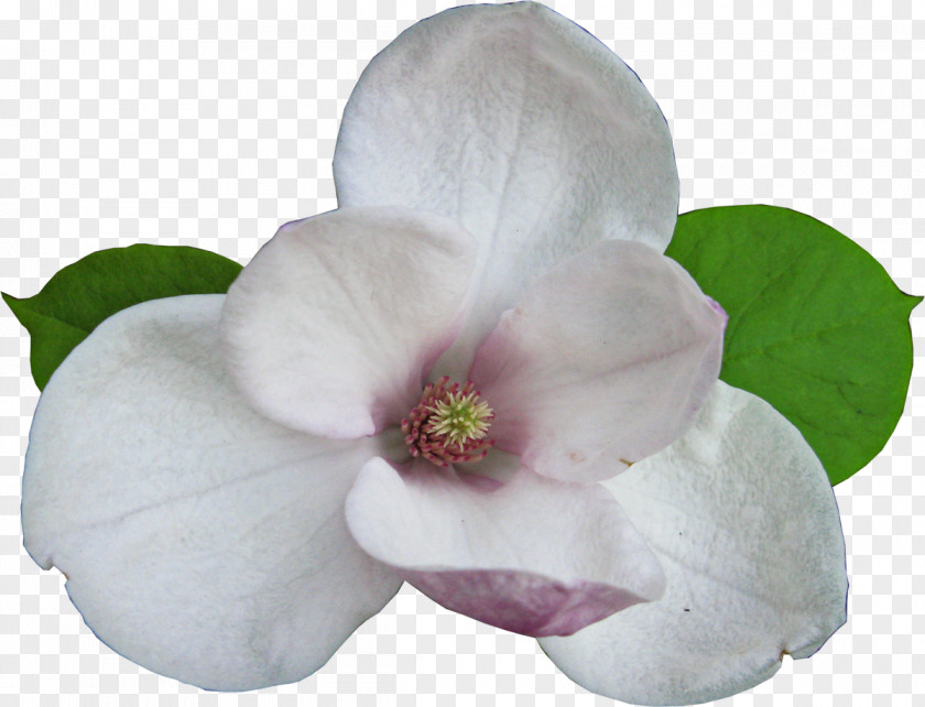 Magnolia Flowering Plant Magnoliaceae PNG