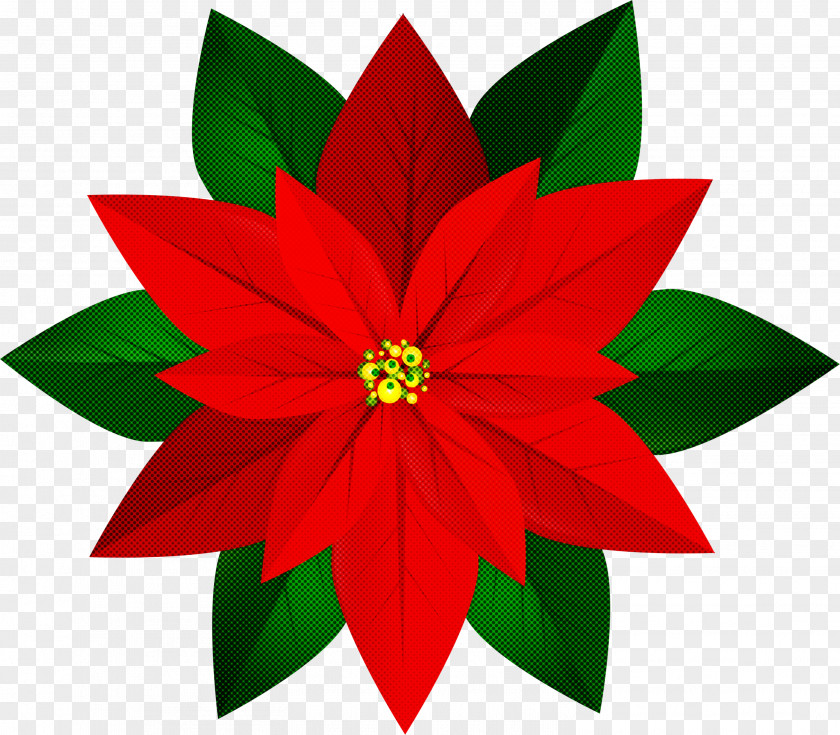 Poinsettia Flower Red Plant Leaf PNG