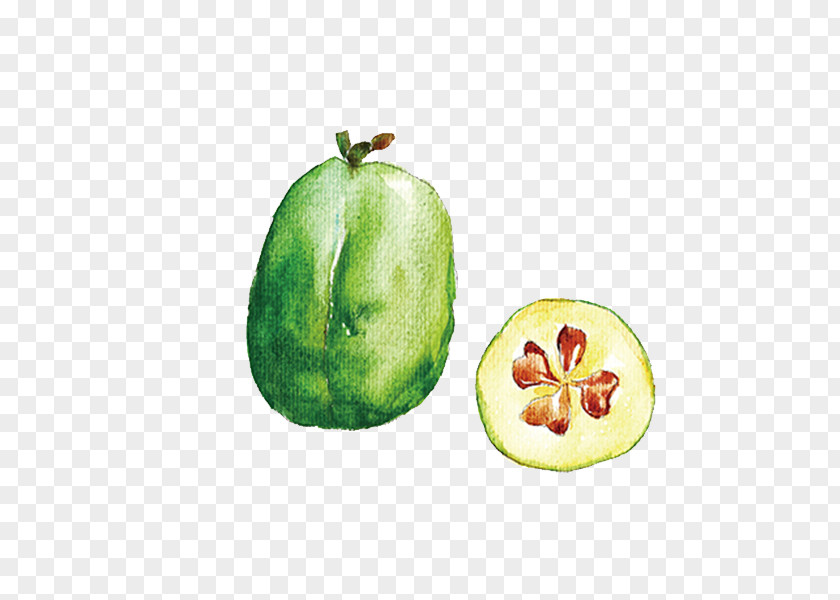 Watercolor Fruit Cucumber Auglis Painting Melon PNG