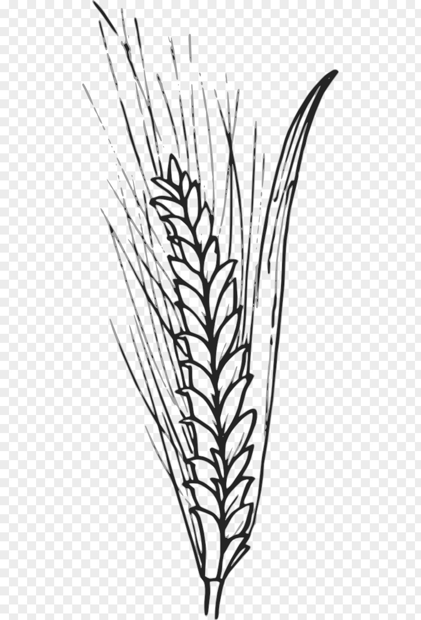 Wheat Cliparts Cereal Pixabay Clip Art PNG