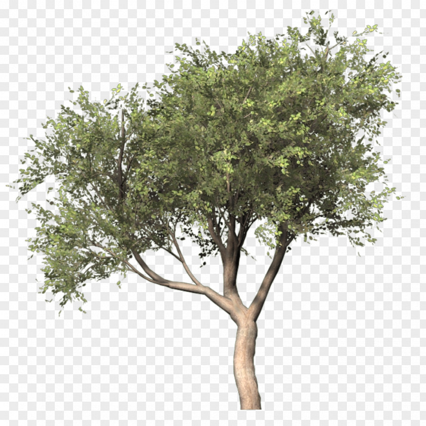 Bushes Silver Birch Populus Nigra Tree PNG