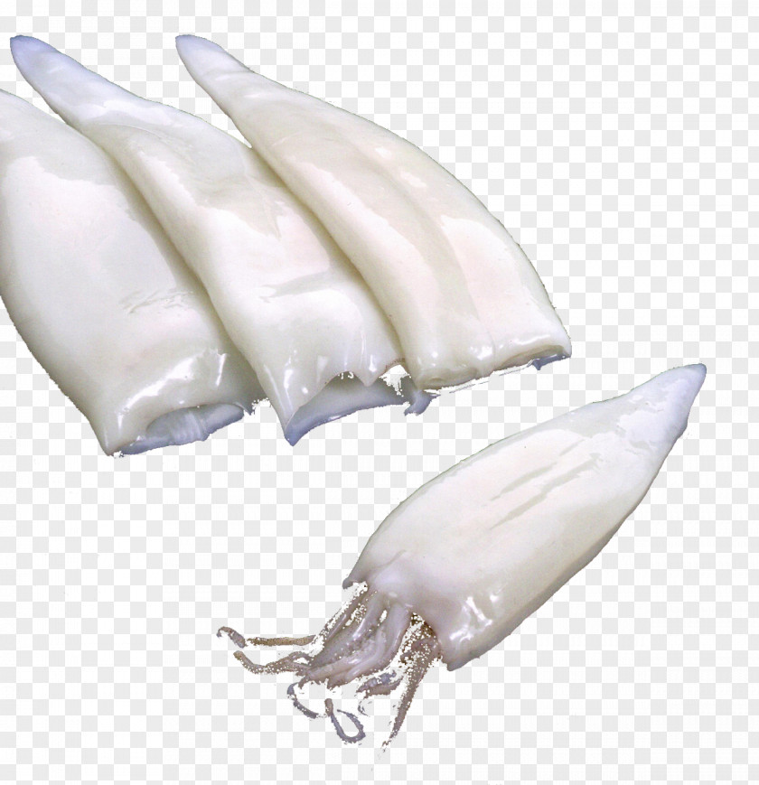 Fish Squid Products PNG