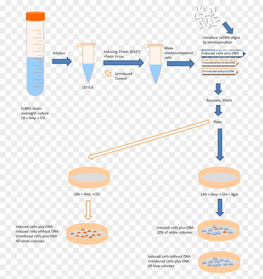 International Genetically Engineered Machine Cell Natural Competence Bacteria Plasmid PNG