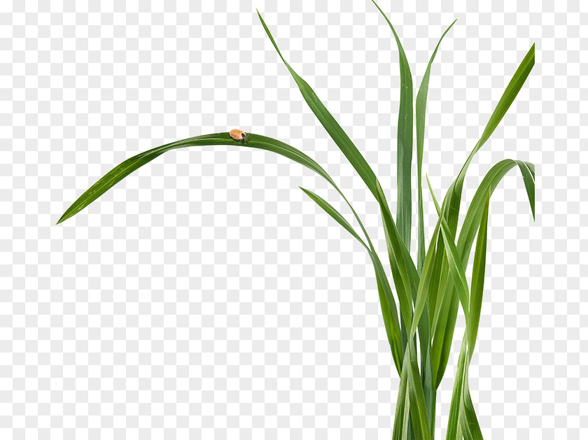 Leaf Sweet Grass Plant Stem Commodity Flower PNG