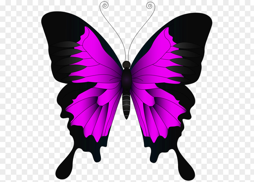 Pink Butterfly Insect Green Clip Art PNG