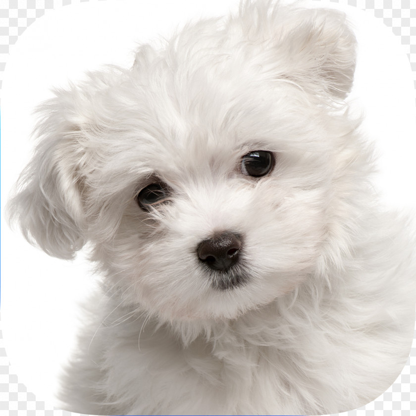 Puppy Maltese Dog Yorkshire Terrier Pet Sitting Labrador Retriever PNG