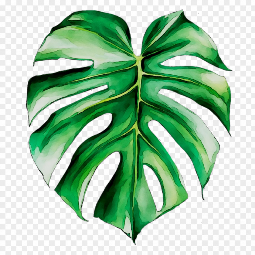 Watercolor Painting Swiss Cheese Plant Drawing PNG