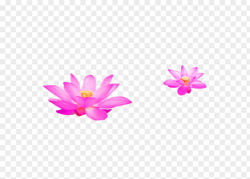 Pink Fresh Lotus Decoration Pattern Water Lilies Nelumbo Nucifera Ink Wash Painting Chinese PNG