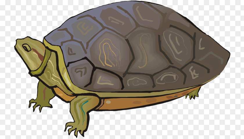 Turtle Terrapene Tortoise Sea Clip Art PNG