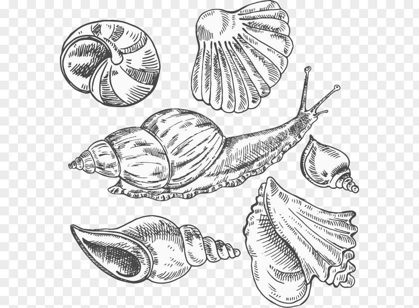 Vector Conch Sea Snail Sketch PNG