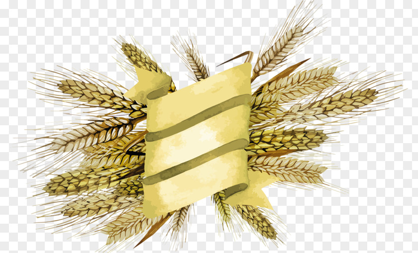 Barley Emmer Cereal Broom-corn Millet PNG