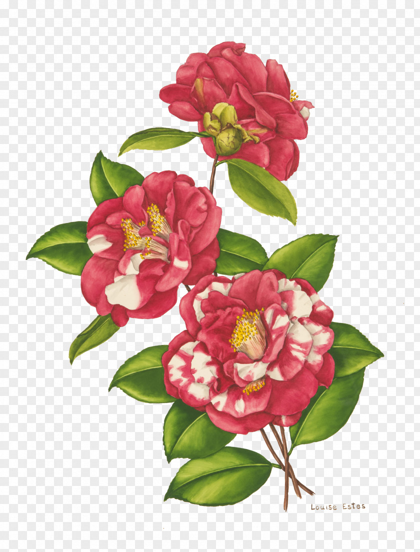 Camellia Border Cut Flowers Bellingrath Gardens And Home Floral Design Japanese PNG