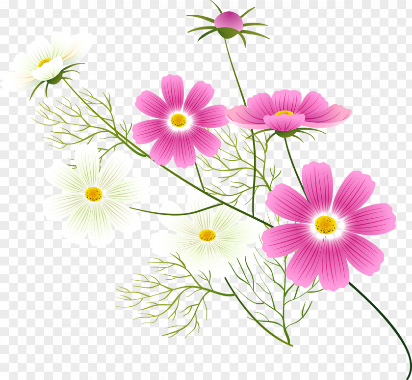 Cosmos Flower Clip Art PNG