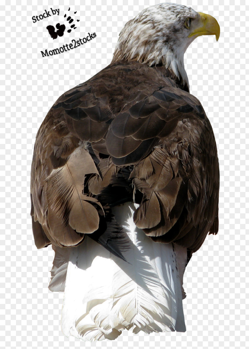 Eagle Head Bald Bird Of Prey Accipitriformes PNG