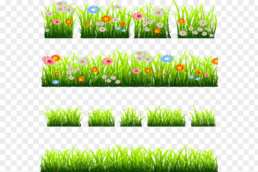 Grass Pictures Safflower Euclidean Vector Icon PNG