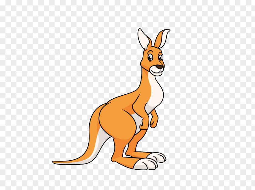 Kangaroo Vector Graphics Illustration Image Clip Art PNG