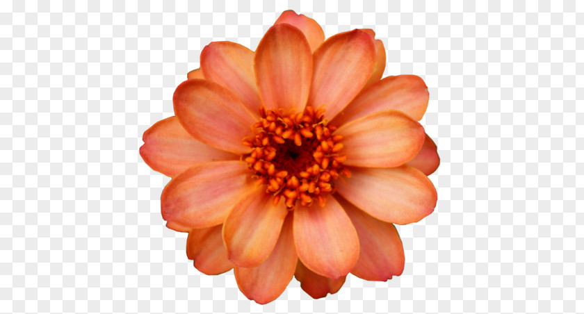 Flower Orange Blossom Clip Art PNG