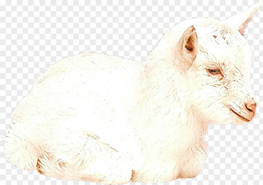 Goat Sheep Cat Rat Fur PNG