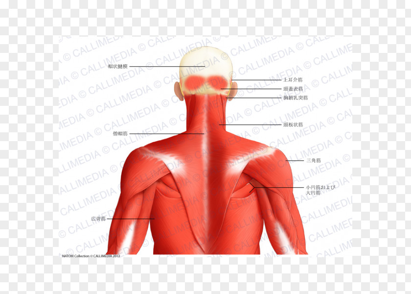 Neck Muscle Posterior Triangle Of The Head And Anatomy Human Body Trapezius PNG