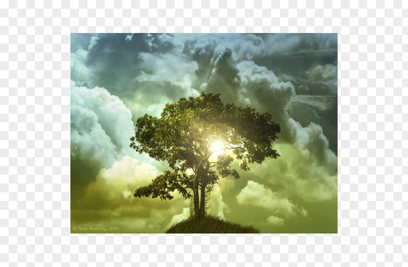 Tree Desktop Wallpaper Of Life High-definition Television PNG