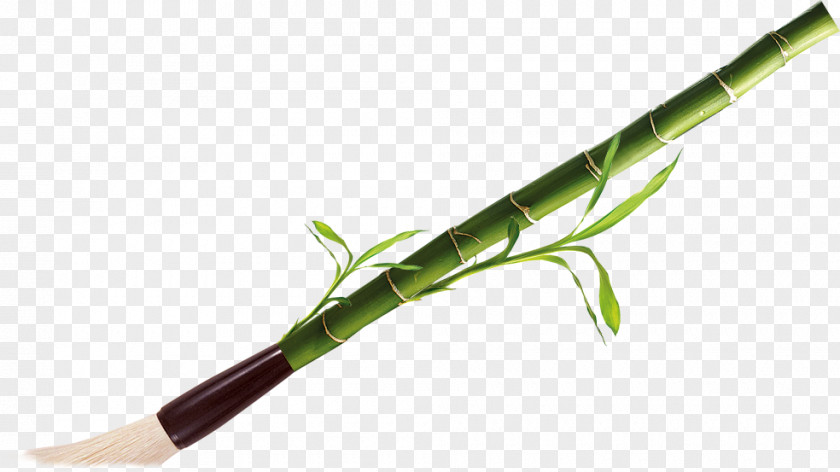 Bamboo Plant Stem PNG