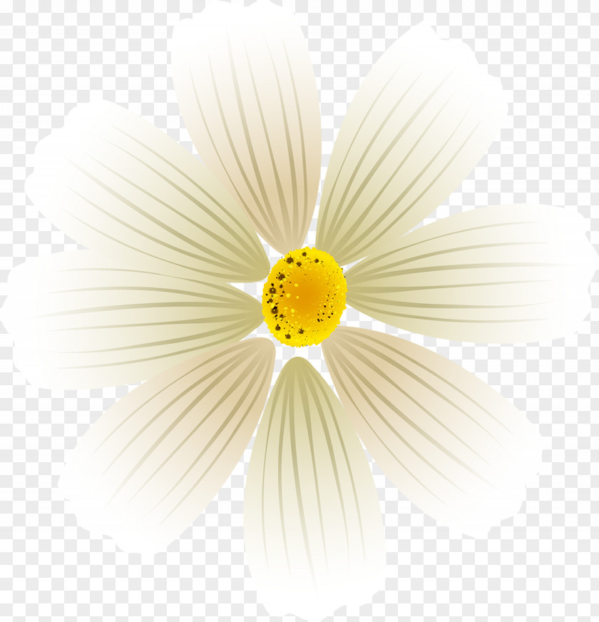 Cosmos Flower Daisy Family Flowering Plant Petal Desktop Wallpaper PNG