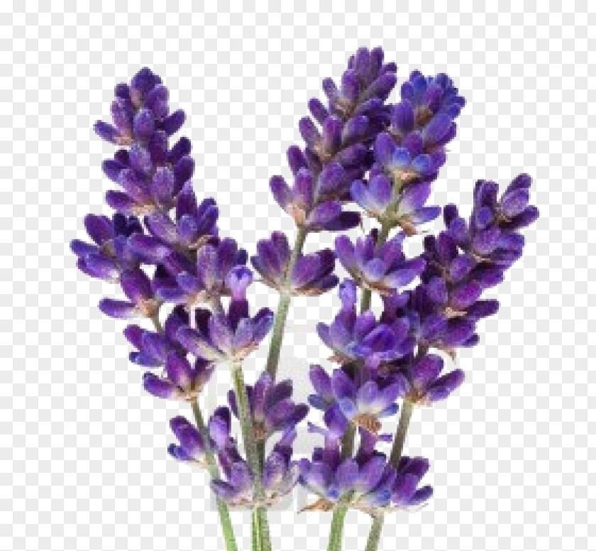 Flower Lavender Oil Herbal Distillate Stock Photography PNG