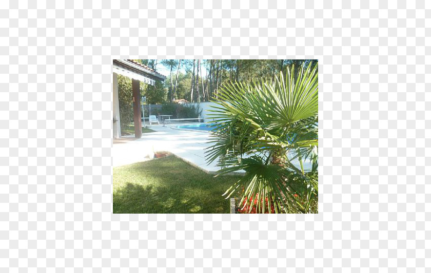 Savenrose Beach Villa Arecaceae Real Property Land Lot Ecosystem PNG