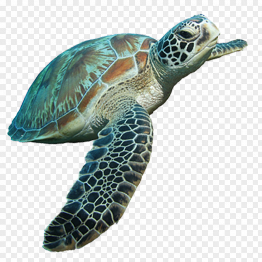 Sea Turtle Loggerhead Tortoise PNG