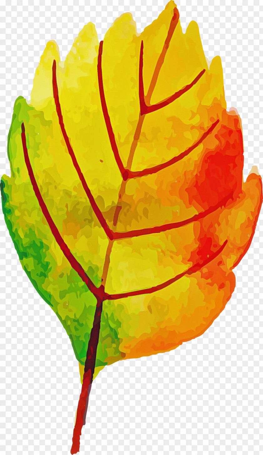 Autumn Leaf Colorful PNG