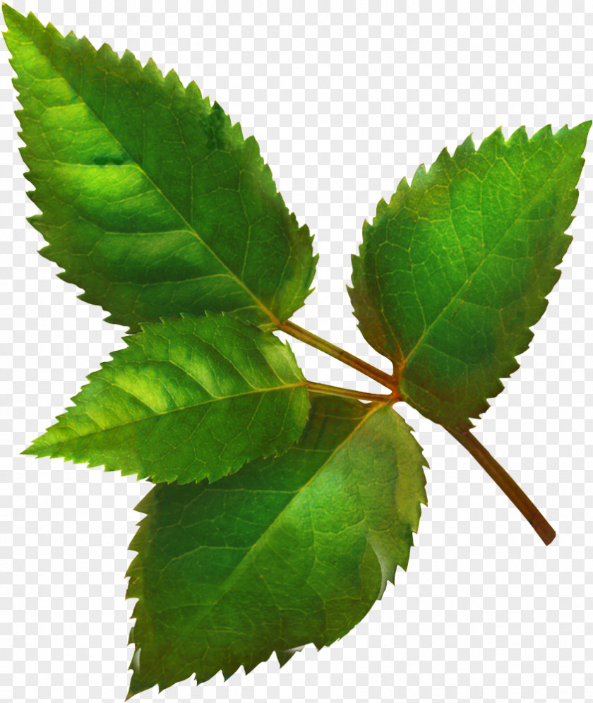 Elm Family Mountain Alder Tree Background PNG