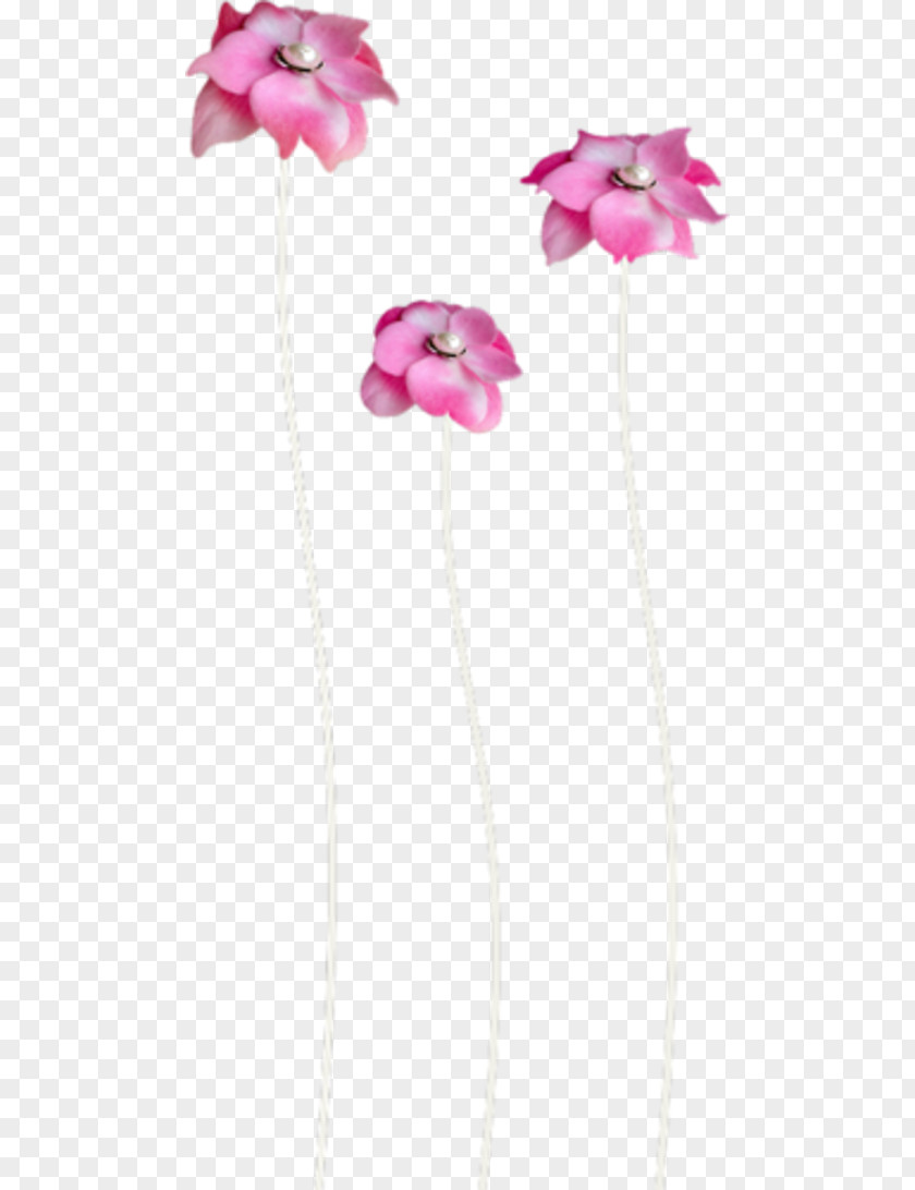 Flower Cut Flowers Centerblog PNG