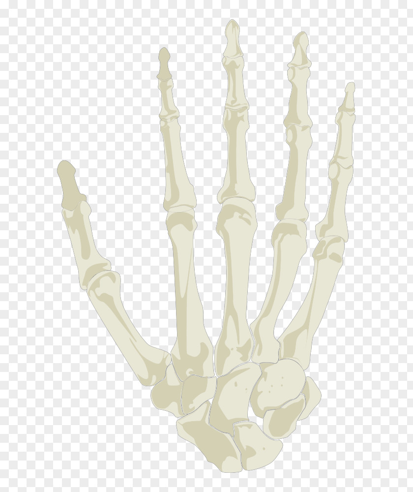 Hand Finger Human Skeleton PNG