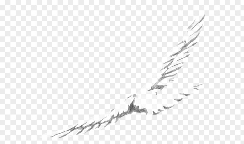 Many Storied Line Art Feather Angle Font PNG