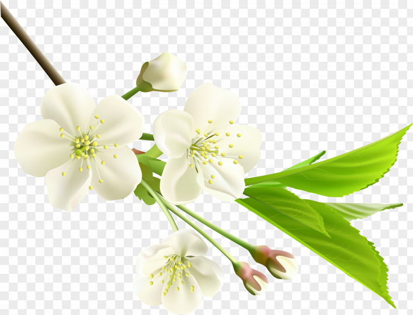 Spring Flower White Branch Clip Art PNG