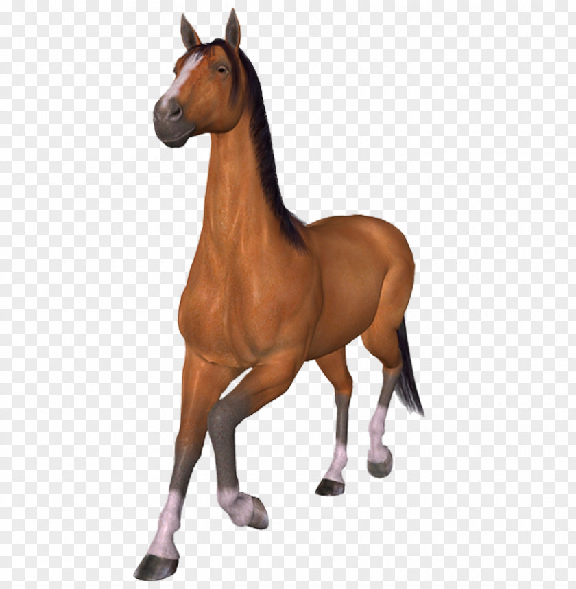 Mustang Foal Stallion PNG